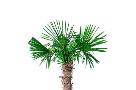 Téléchargez les photos : Isolat de palmier. Palmier isolé sur fond blanc. - en image libre de droit