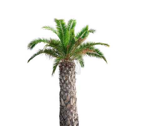 Téléchargez les photos : Isolat de palmier. Palmier isolé sur fond blanc. - en image libre de droit