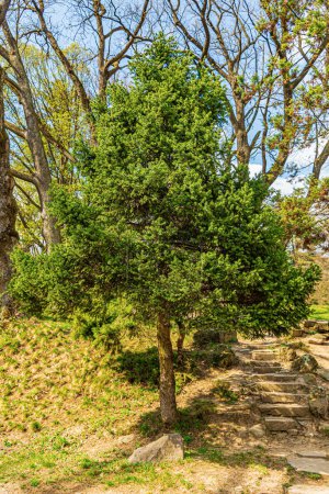 Téléchargez les photos : Un jeune pin avec de longues aiguilles vertes. Pin dans le parc - en image libre de droit