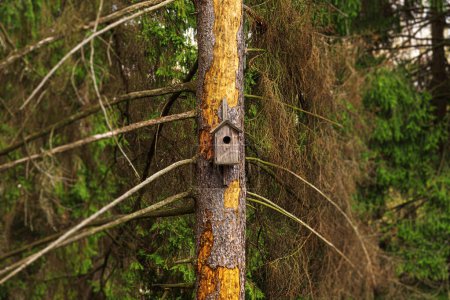 Photo for Bird house on a tree. Birdhouse on a tree in the forest. - Royalty Free Image