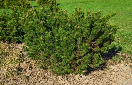 Photo for A young pine tree with long green needles. Pine tree in the park - Royalty Free Image