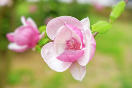 Photo for Pink magnolia tree flowers in spring sunny day - Royalty Free Image