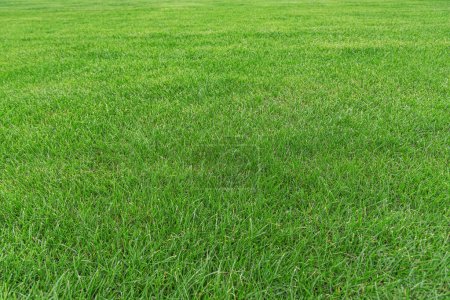 Photo for Green grass texture from field. Green lawn, Backyard for background, Grass texture, Green lawn desktop picture. - Royalty Free Image