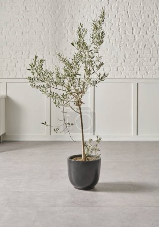 Photo for Vase of plant and flower style on the floor, olive tree, white wall background. - Royalty Free Image