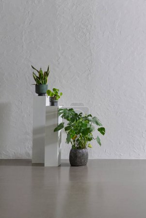 Photo for Green plant in the vase, grey stone wall background, interior room concept. - Royalty Free Image