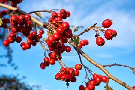 Photo for Branch with bunches of ripe red berries of medicinal  hawthorn and blue sky - Royalty Free Image