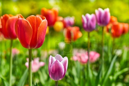 Photo for Red yellow pleasant delicate tulips on a green lawn, plantations - Royalty Free Image