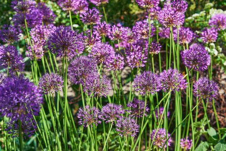 Téléchargez les photos : Magnifique ornement décoratif fleur violette ail Allium Mont Blanc - en image libre de droit