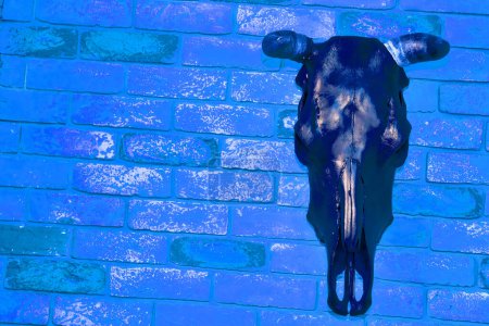 Téléchargez les photos : Tête de taureau farcie noire avec cornes sur un mur de briques bleues - en image libre de droit