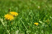  Cute family of yellow dandelions on a green meadow                               puzzle #698717068