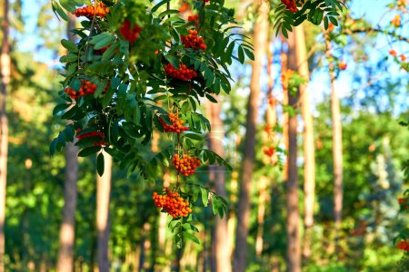 Red healthy medicinal rowan berries on a green tree