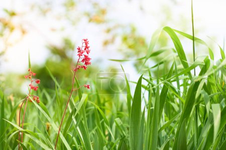 Red cute flower among green grass in the meadow                                puzzle 704405028