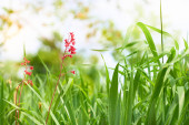 Red cute flower among green grass in the meadow                                puzzle #704405028