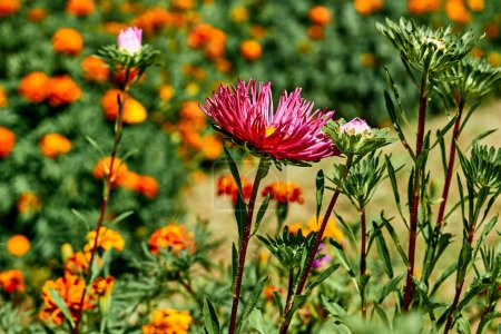 Pink summer aster bush and bright orange marigolds                                Mouse Pad 704405402