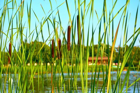  Green wall of reeds and cane on the river bank                              
