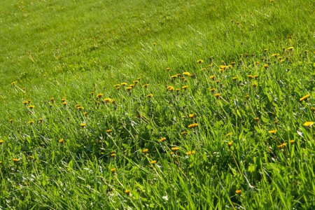 Mignonne famille de pissenlits jaunes sur une prairie verte                               