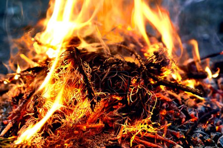 Feuer im Wald verbrennt Kiefernzweige                               