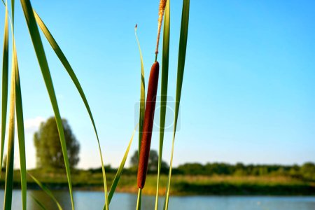 Green alone reed, cane on the river bank                               