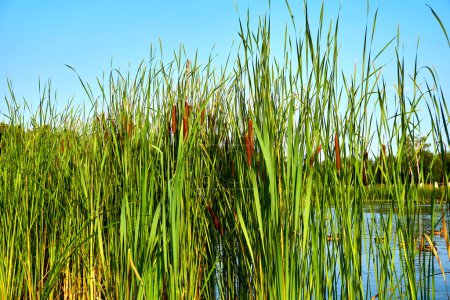 Green wall of reeds and cane on the river bank                              