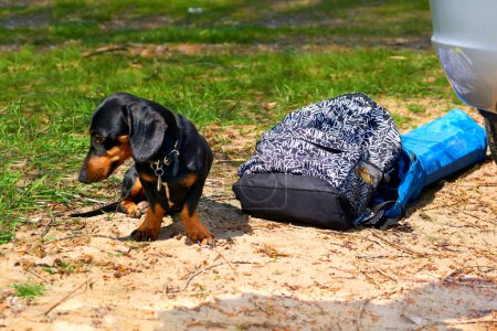 Photo for Loyal dachshund dog guards things near the car - Royalty Free Image