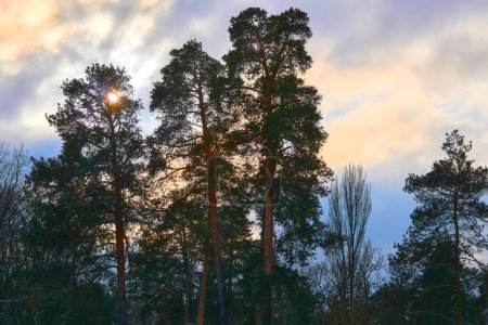 Twilight, silence. Copper pine trees, cloudy sky, setting sun                               