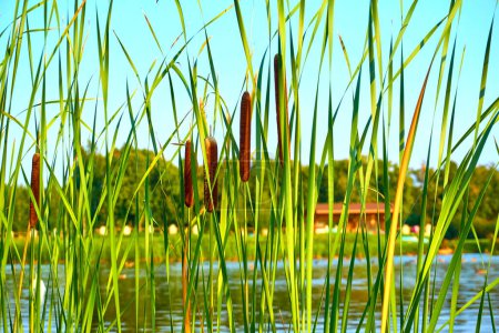 Pared verde de cañas y caña en la orilla del lago del estanque del río                               