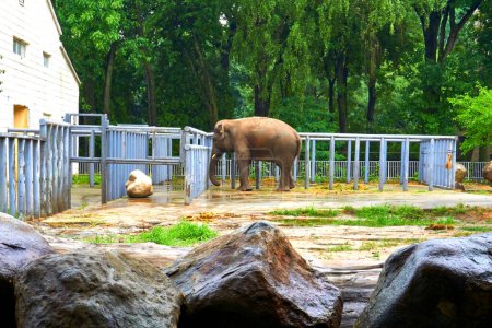 Young elephant in a summer pen,corral at the zoo                               