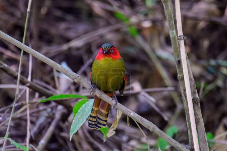 Scarlet-faced Liocichla - Liocichla ripponi is a bird in the Leiothrichidae family on branch live in nature. taken in the North of Thailand.