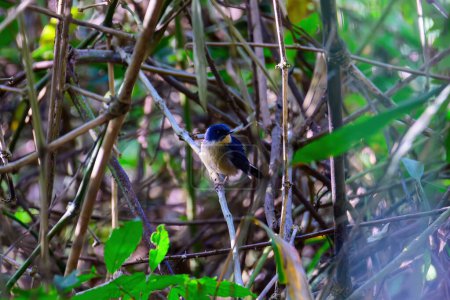 Männchen des Slaty Blue Flycatcher oder Slaty-backed Fliegenschnäpper (Ficedula tricolor) der schöne blaue Vogel. Vögel leben in tropischen Wäldern. aufgenommen im Norden Thailands.