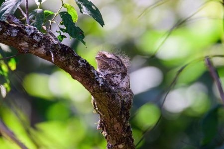 Hodgson 's Frogmouth Bird o Batrachostomus hodgsoni incuba juveniles en el nido en el árbol. tomada en el norte de Tailandia. Las aves viven en la naturaleza