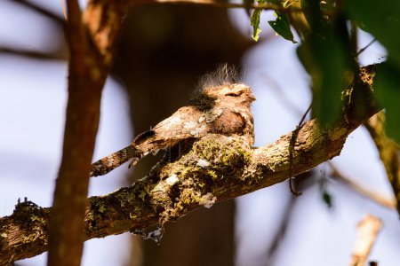 Hoddsons Froschmundvogel oder Batrachostomus hodgsoni brütet Jungtiere im Nest am Baum aus. aufgenommen im Norden Thailands. Vögel leben in der Natur