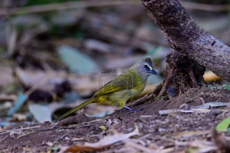 Adult flavescent bulbul (Pycnonotus flavescens) is a species of songbird in the Pycnonotidae family. Birds live in tropical forest. taken in the North of Thailand.