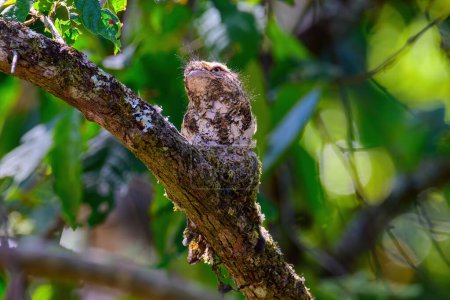 Hodgson's Frogmouth Bird ou Batrachostomus hodgsoni incube des juvéniles dans le nid de l'arbre. prises dans le nord de la Thaïlande. Les oiseaux vivent dans la nature