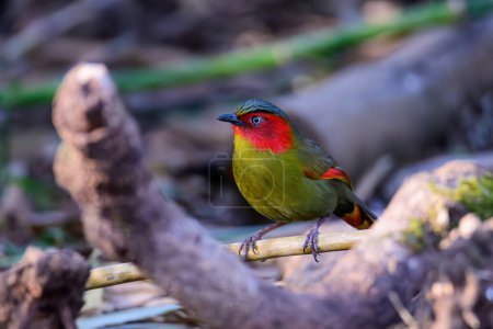 Scarlet-faced Liocichla - Liocichla ripponi is a bird in the Leiothrichidae family on branch live in nature. taken in the North of Thailand.