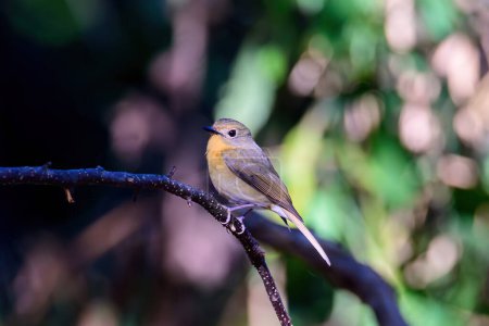 Weibchen von Slaty Blue Flycatcher oder Slaty-backed Fliegenfänger (Ficedula tricolor) der schöne braune Vogel. Vögel leben in tropischen Wäldern. aufgenommen im Norden Thailands.