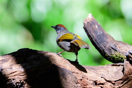 Silver-eared Laughingthrush(Trochalopteron melanostigma) foraging and pery live in nature. taken in the North of Thailand.  