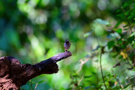Flycatcher de garganta rojiza, Orange gorgetted Flycatcher es un ave de color gris oscuro a marrón que vive en la naturaleza. tomada en el norte de Tailandia.  