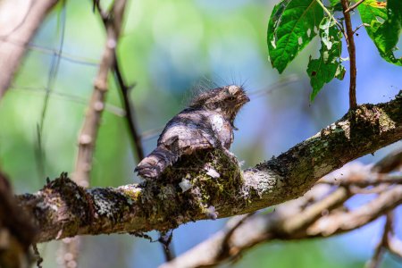 Hodgson's Frogmouth Bird ou Batrachostomus hodgsoni incube des juvéniles dans le nid de l'arbre. prises dans le nord de la Thaïlande. Les oiseaux vivent dans la nature