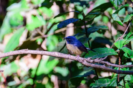 Männchen des Slaty Blue Flycatcher oder Slaty-backed Fliegenschnäpper (Ficedula tricolor) der schöne blaue Vogel. Vögel leben in tropischen Wäldern. aufgenommen im Norden Thailands