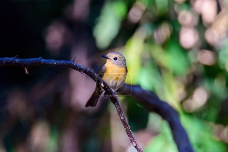Weibchen von Slaty Blue Flycatcher oder Slaty-backed Fliegenfänger (Ficedula tricolor) der schöne braune Vogel. Vögel leben in tropischen Wäldern. aufgenommen im Norden Thailands.