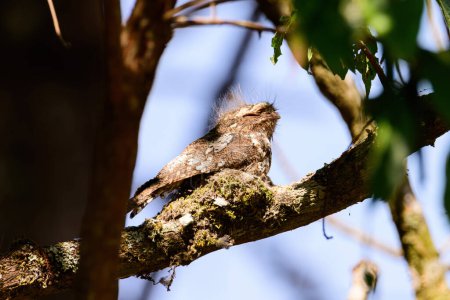 Hodgson's Frogmouth Bird or Batrachostomus hodgsoni incubates juveniles in the nest on the tree. taken in the North of Thailand. Birds live in nature
