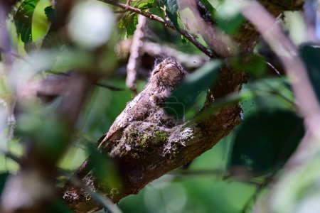 Hodgson's Frogmouth Bird or Batrachostomus hodgsoni incubates juveniles in the nest on the tree. taken in the North of Thailand. Birds live in nature