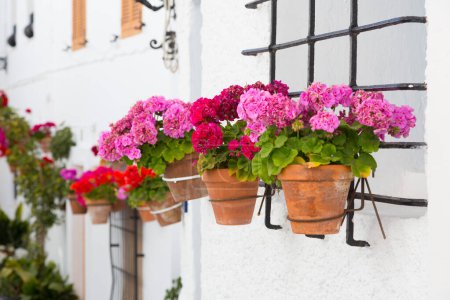 Téléchargez les photos : Plantes de géranium sur le mur blanc d'un village andalou, Espagne - en image libre de droit