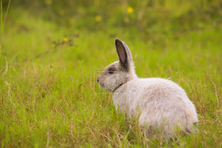 Photo for Adult grey rabbit in green field in spring. Lovely bunny has fun in fresh garden. Adorable rabbit plays and is relax in nature green grass. - Royalty Free Image