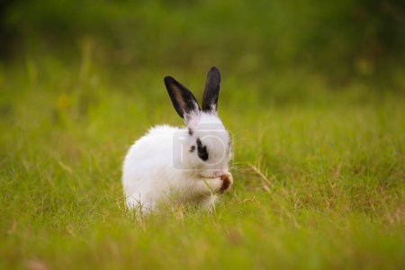 Photo for Young white with black dot rabbit in green field in spring. Lovely bunny has fun in fresh garden. Adorable rabbit plays and is relax in nature green grass. - Royalty Free Image