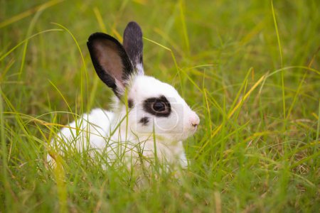 Photo for Young white with black dot rabbit in green field in spring. Lovely bunny has fun in fresh garden. Adorable rabbit plays and is relax in nature green grass. - Royalty Free Image