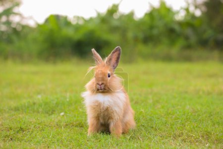 Photo for Young brown lion rabbit in green field in spring. Lovely bunny has fun in fresh garden. Adorable rabbit plays and is relax in nature green grass. - Royalty Free Image