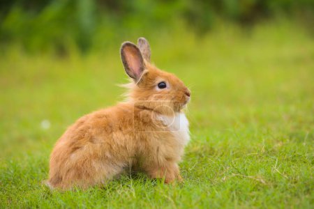Photo for Young brown lion rabbit in green field in spring. Lovely bunny has fun in fresh garden. Adorable rabbit plays and is relax in nature green grass. - Royalty Free Image