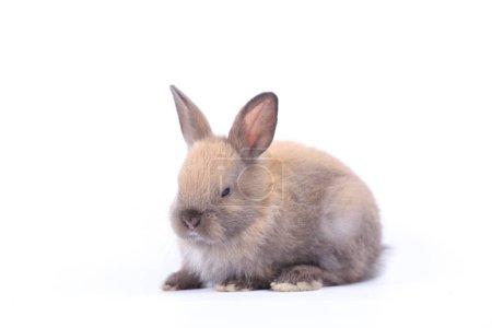 Cute little rabbit on white background during spring. Young adorable bunny playing and movement. Lovely pet with long ears for Easter.