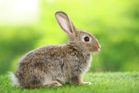 Foto de Cute little rabbit on green grass with natural bokeh as background during spring. Young adorable bunny playing in garden. Lovely pet at park in spring. - Imagen libre de derechos